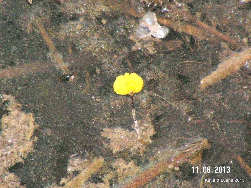 Utricularia australis / Erba vescica