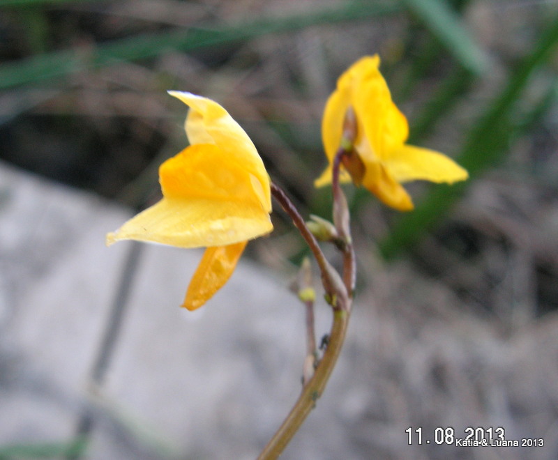 Utricularia australis / Erba vescica