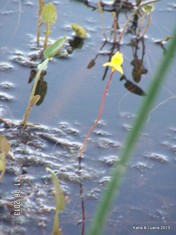 Utricularia australis / Erba vescica