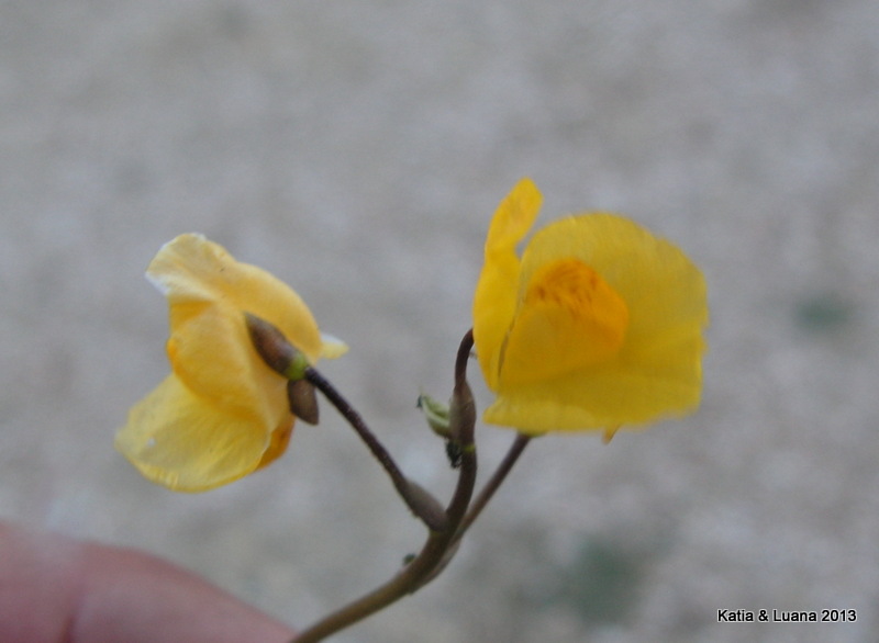 Utricularia australis / Erba vescica