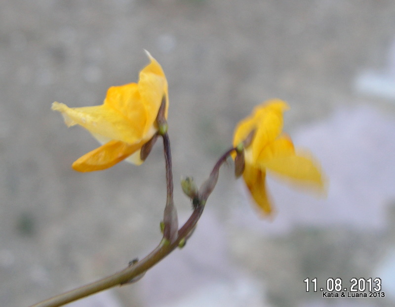 Utricularia australis / Erba vescica