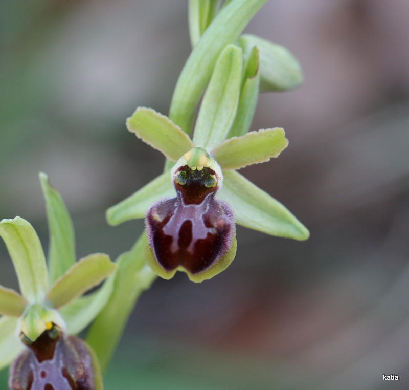 Ophrys sphegodes