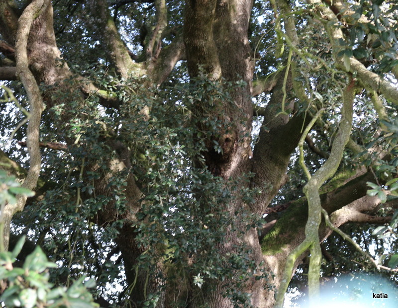 Il leccio di casetta  - Quercus ilex-