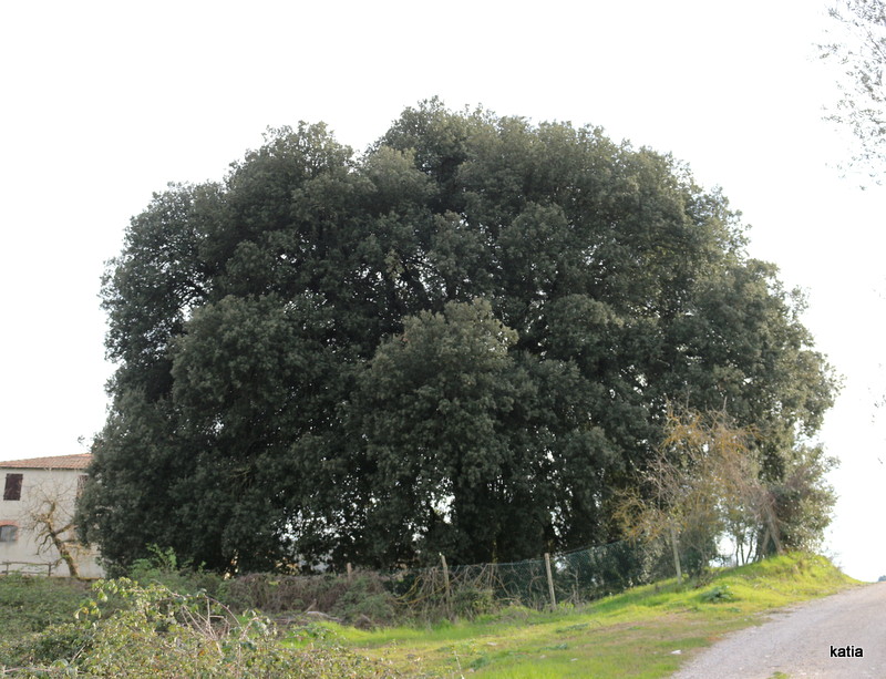 Il leccio di casetta  - Quercus ilex-