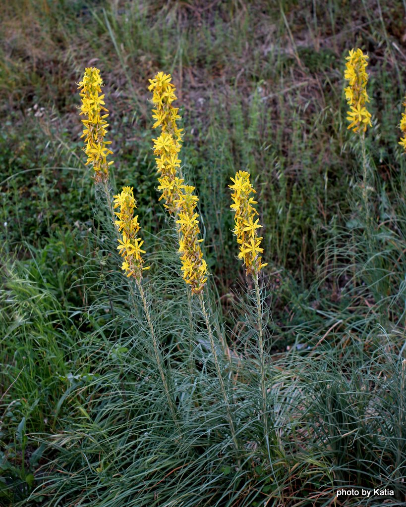 Asphodeline lutea