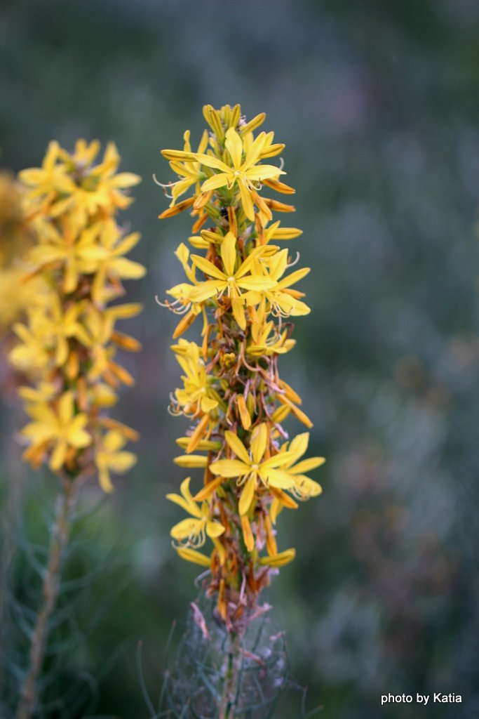 Asphodeline lutea