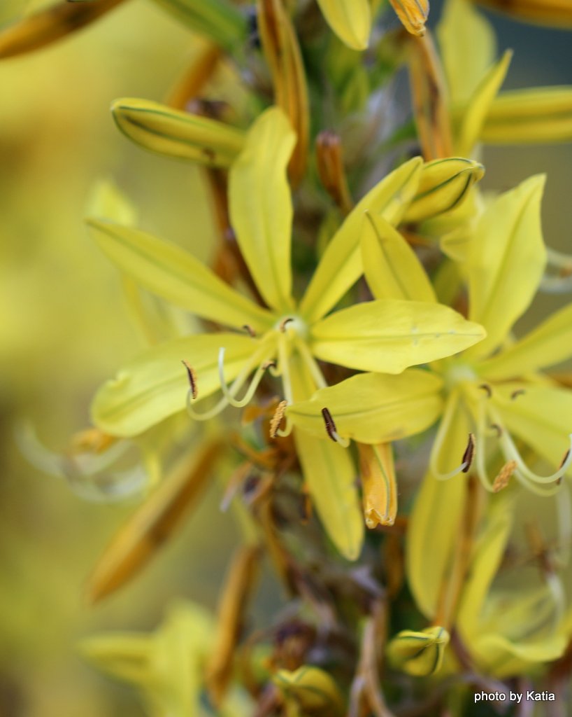 Asphodeline lutea