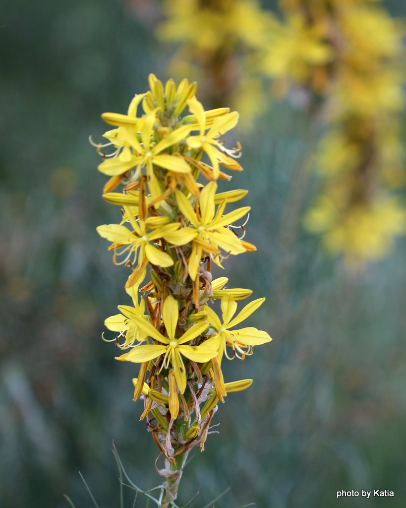 Asphodeline lutea