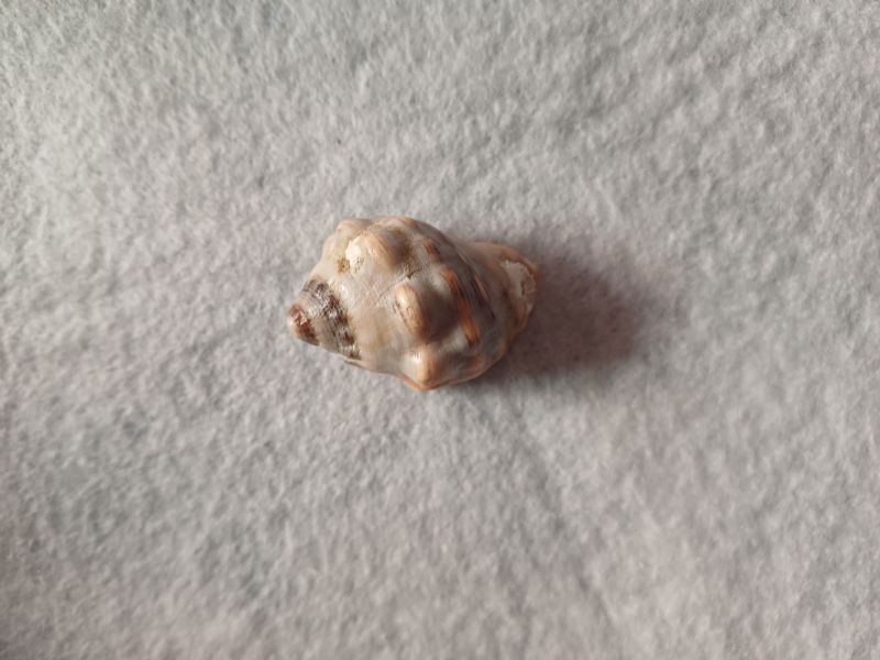 mollusco da determinare