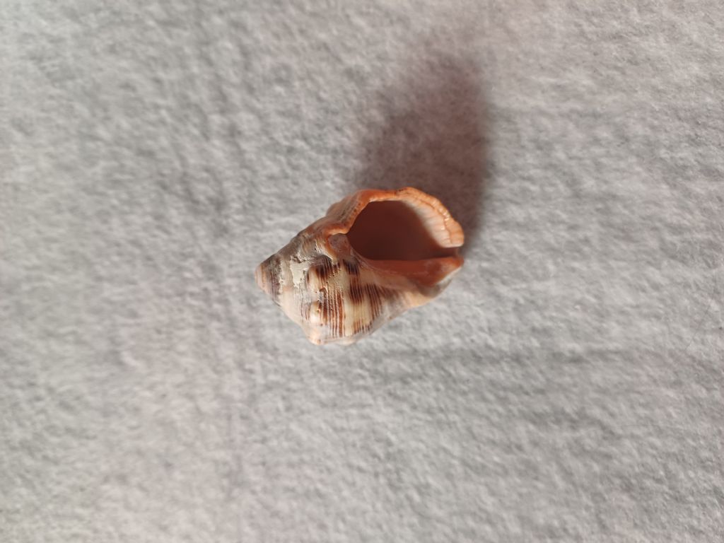 mollusco da determinare