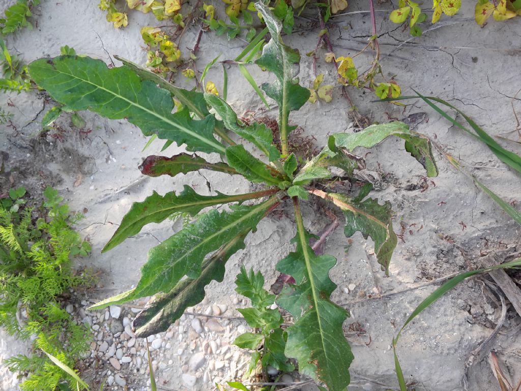 Pianta da riconoscere