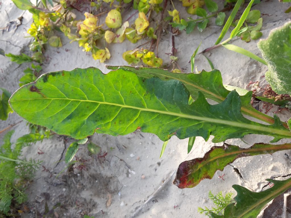 Pianta da riconoscere