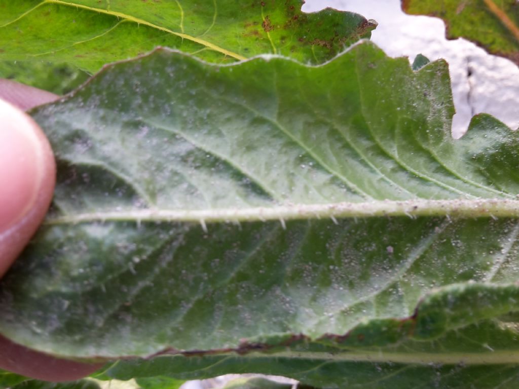 Pianta da riconoscere