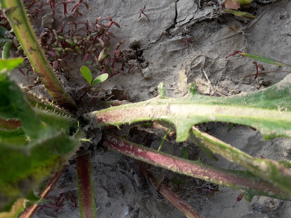 Pianta da riconoscere