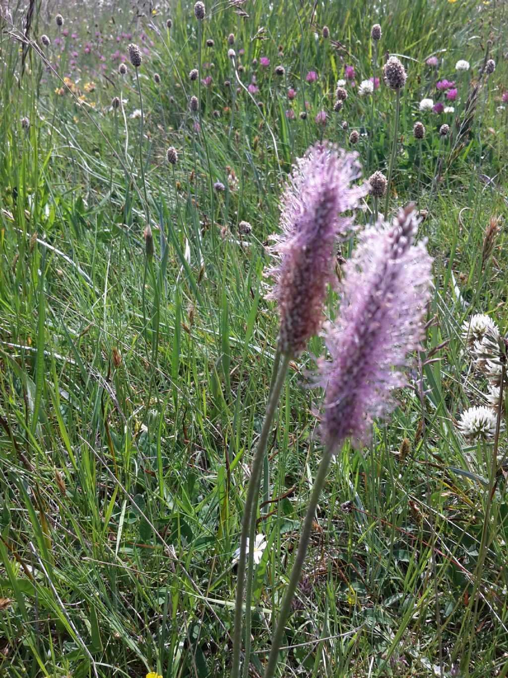 Pianta di montagna n.3 - Plantago media