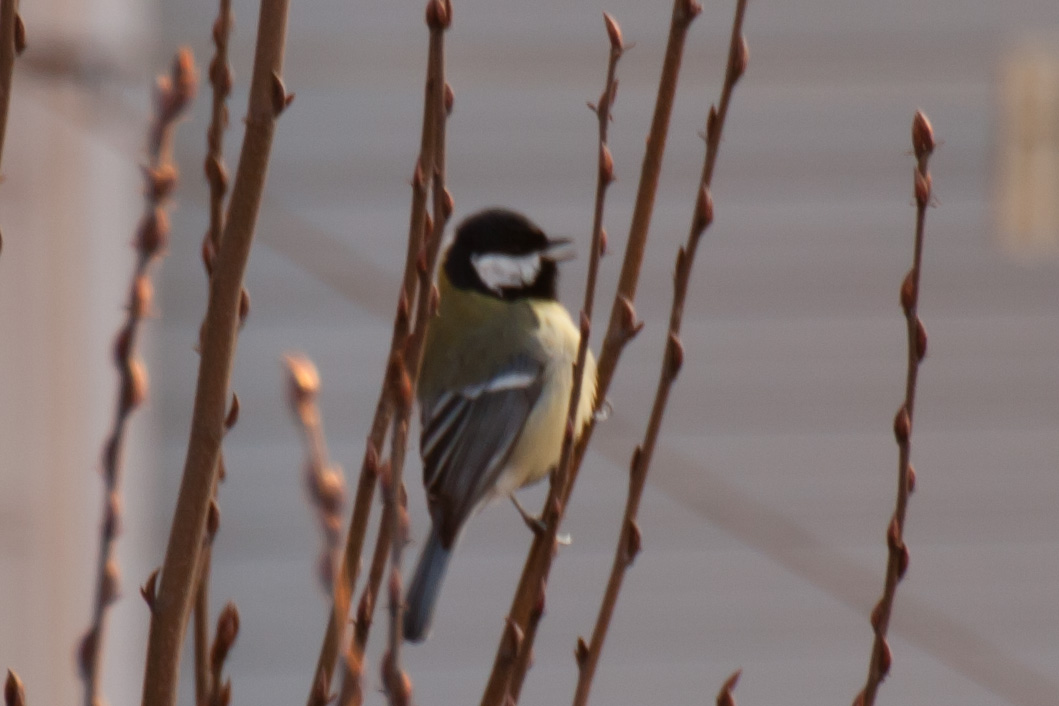2 volatili immortalati al volo dalla finestra da confermare