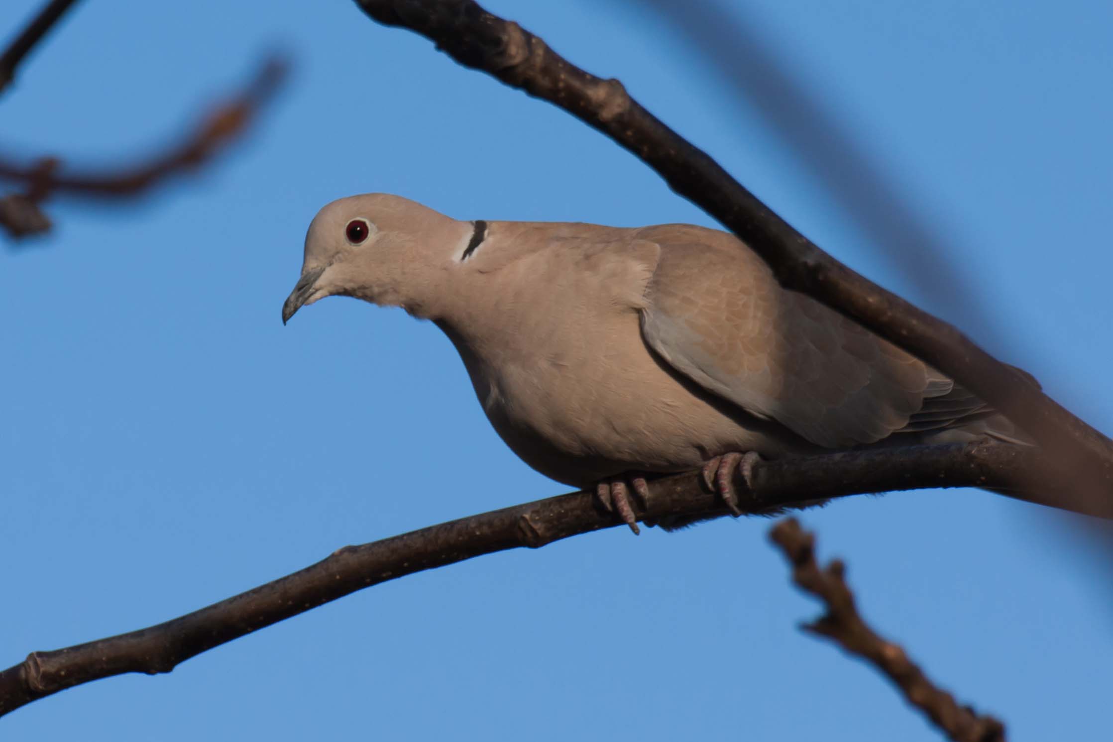 2 volatili immortalati al volo dalla finestra da confermare