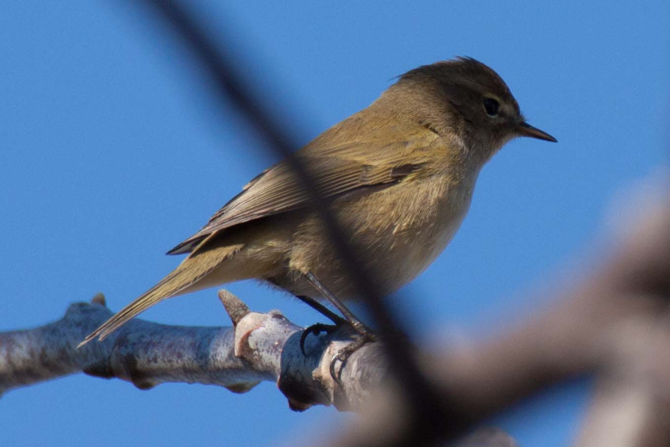 Uccellino da identificare