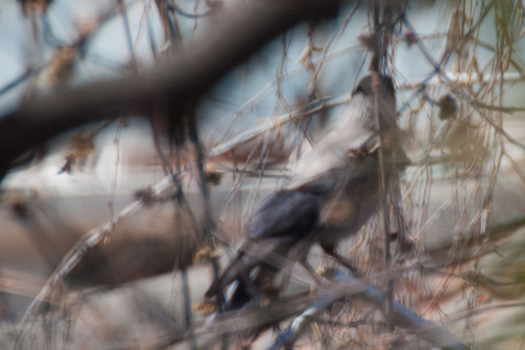 Da identificare ma fotografato assai male :(