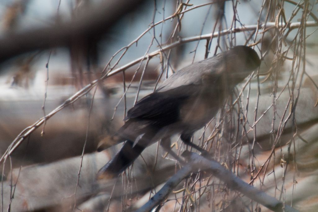 Da identificare ma fotografato assai male :(