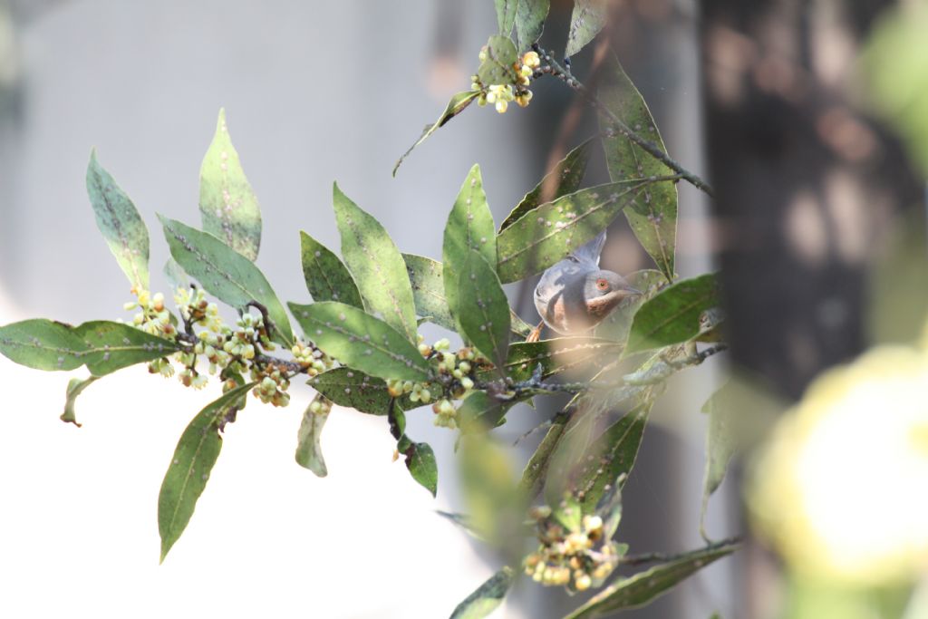 Nuovo amico da identificare