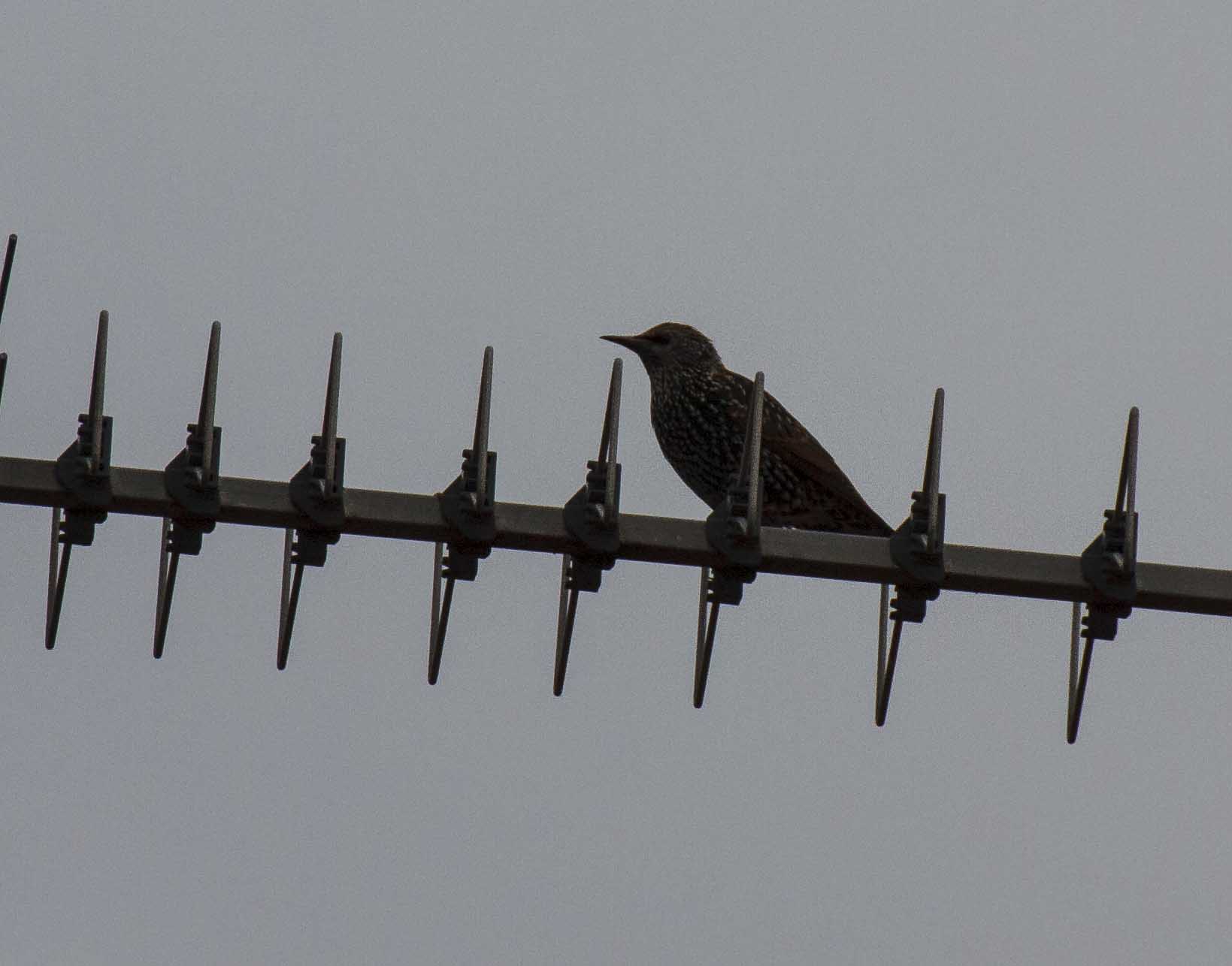 Uccello da identificare