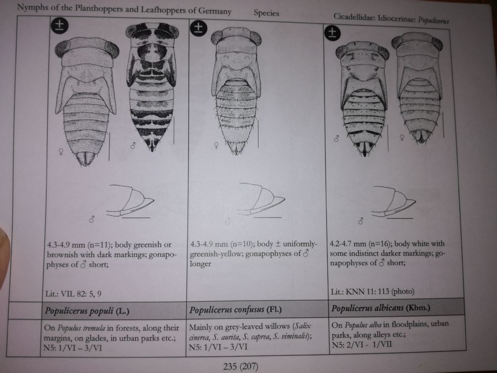 Ninfa di Cicadellidae: Populicerus cfr. laminatus