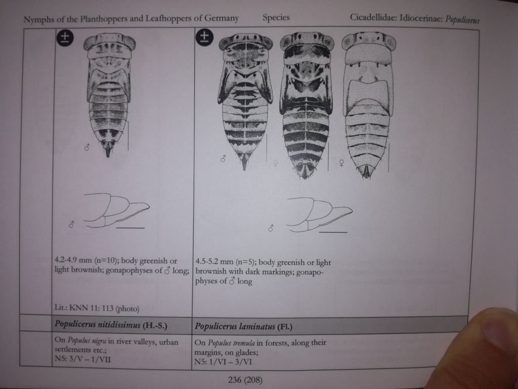 Ninfa di Cicadellidae: Populicerus cfr. laminatus