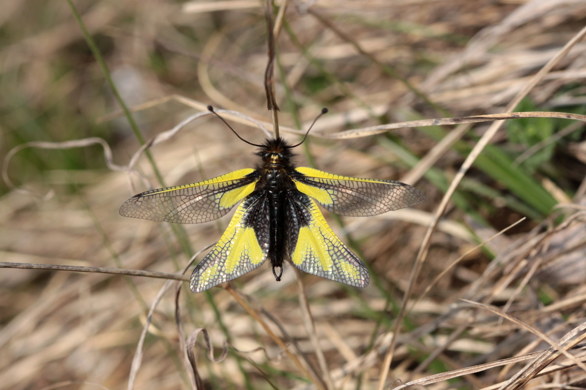 Libelloides coccajus