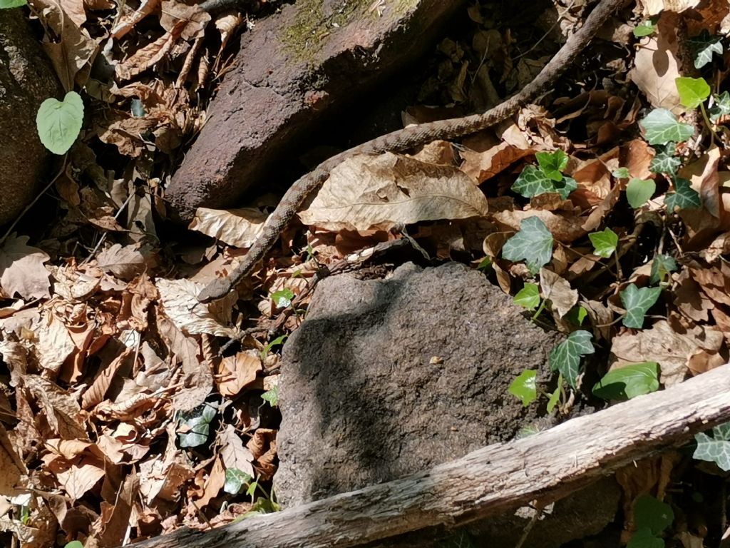 Vipera aspis francisciredi?  S, maschio