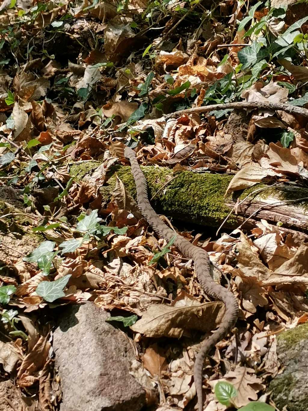 Vipera aspis francisciredi?  S, maschio