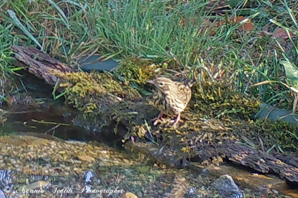 Pispola (Anthus pratensis)