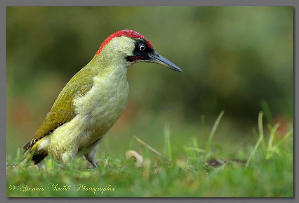 Giovane picchio verde maschio a fine muta