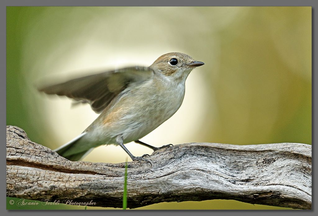 Eccola, la balia nera (Ficedula hypoleuca)