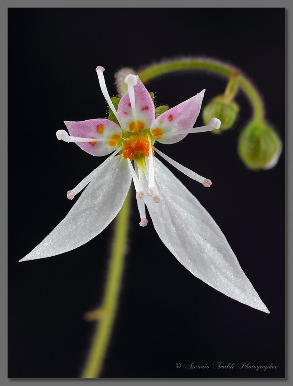 Saxifraga stolonifera Curtis (Saxifragaceae) - origine: Cina