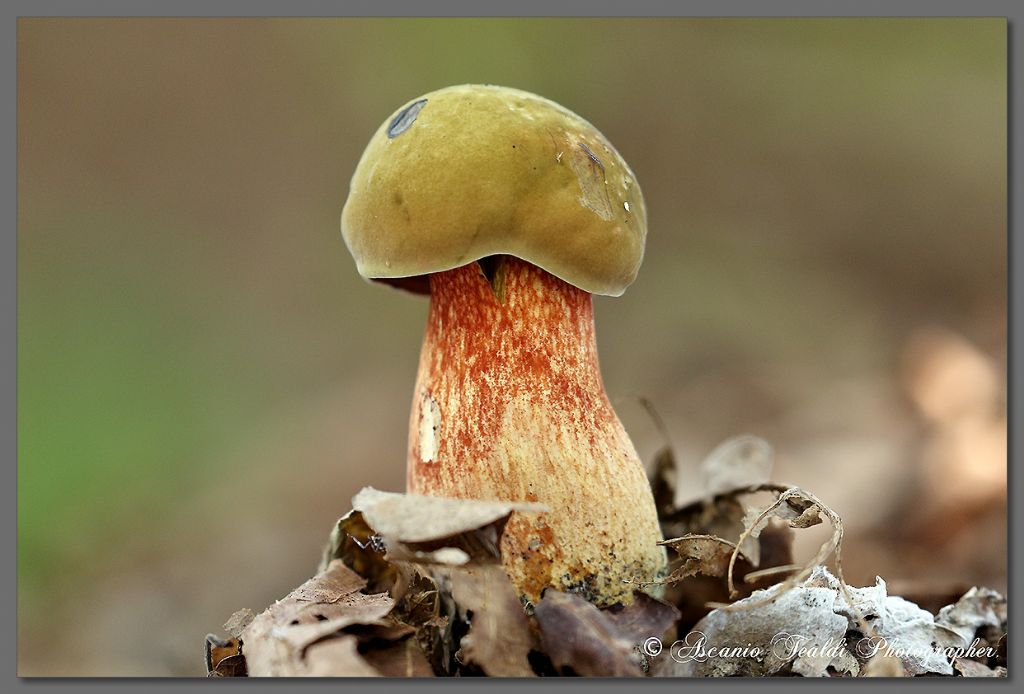 Boletus... luridus?