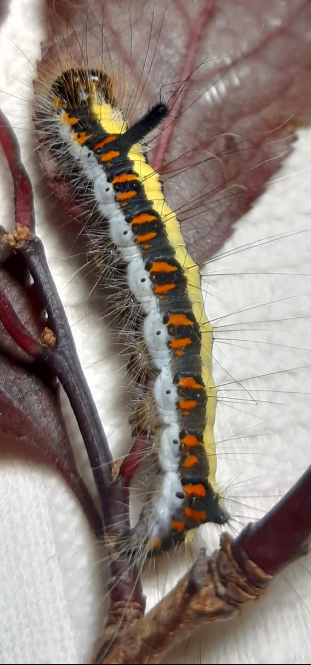 Bruco di Acronicta psi (Noctuidae)