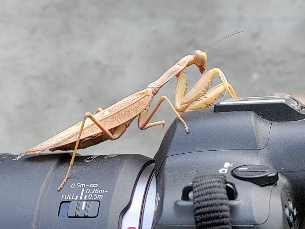 sphodromantis lineola?
