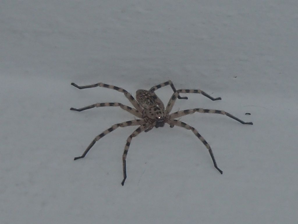 Eusparassus walckenaeri - Rodi (Grecia)