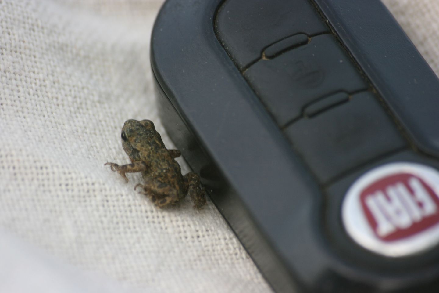 che rana è questa? - piccolo rospo, Bufo bufo