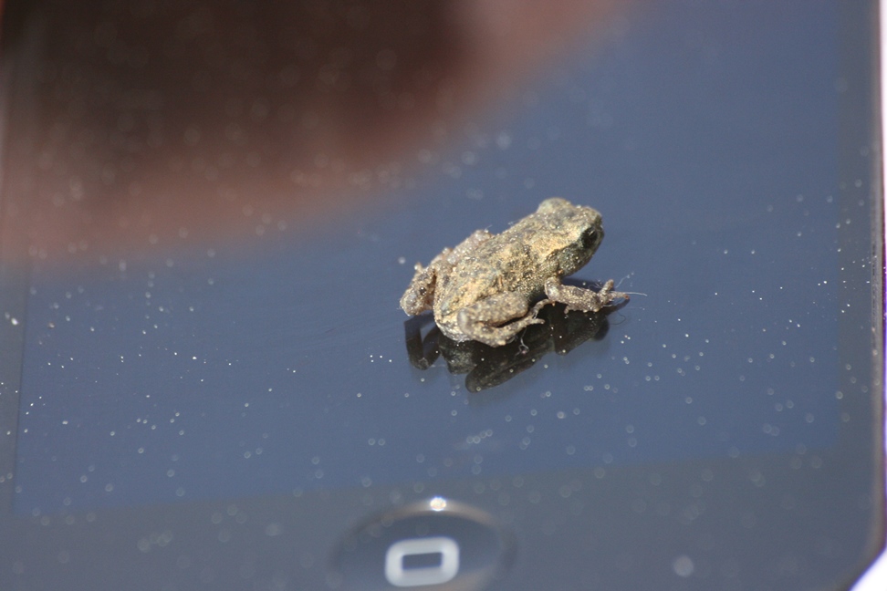 che rana è questa? - piccolo rospo, Bufo bufo