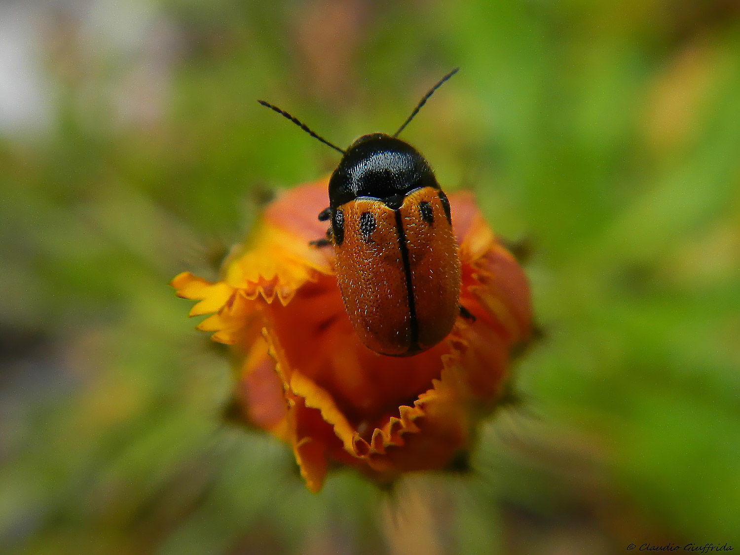 Cryptocephalus cfr rugicollis