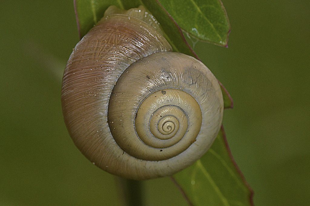 Chiocciolina da determinare 2