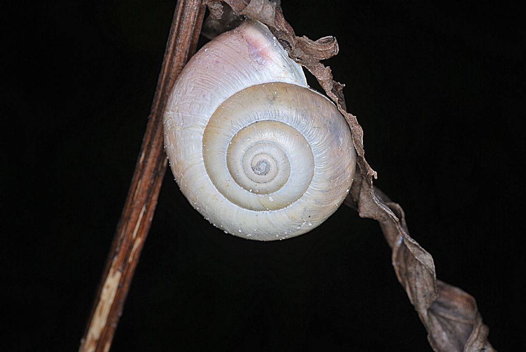 Chiocciolina da determinare 3