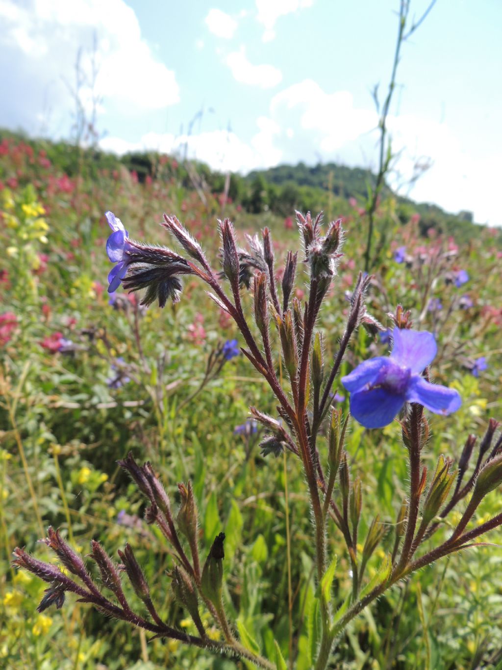 Anchusa azurea / Buglossa azzurra