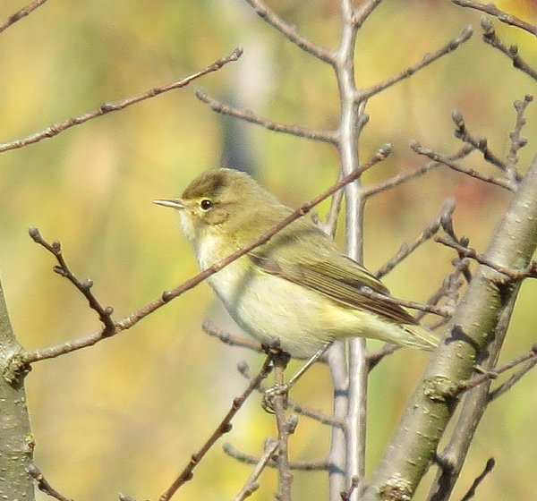 Lu piccolo (Phylloscopus collybita)