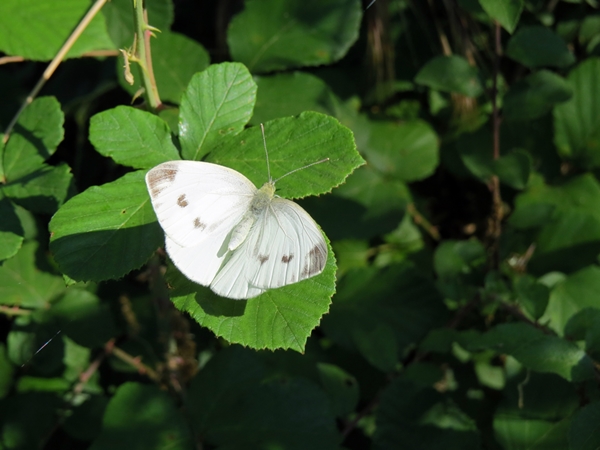 Pieris napi, Pieridae