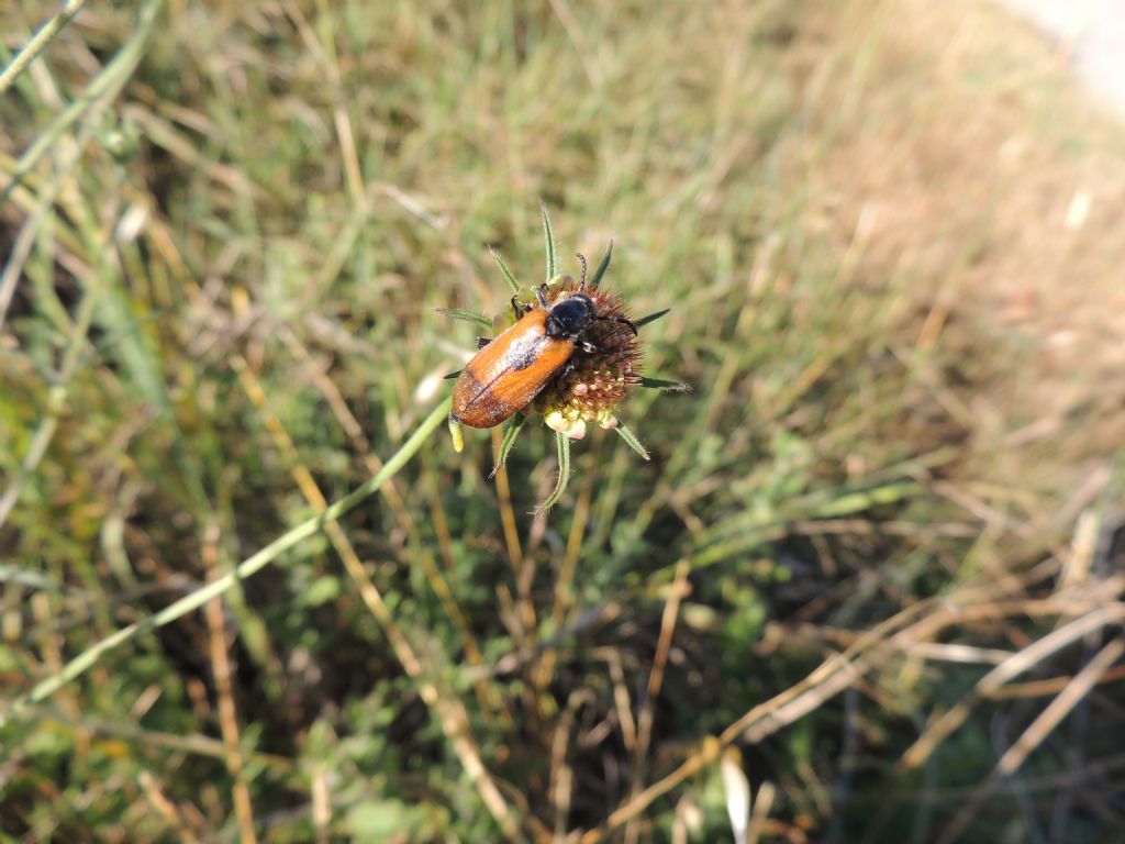 Meloidae: Lydus trimaculatus