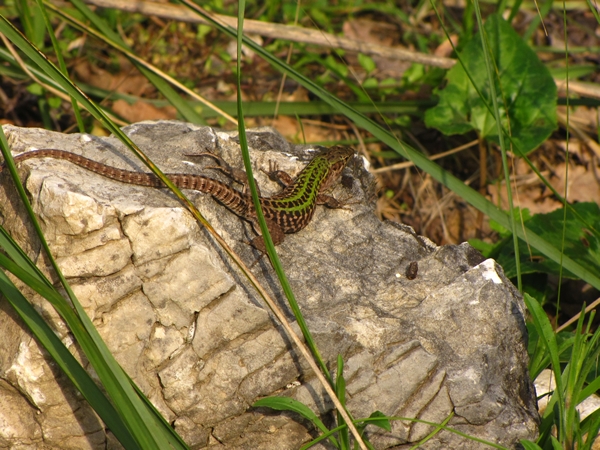 Podarcis siculus campestris, maschio