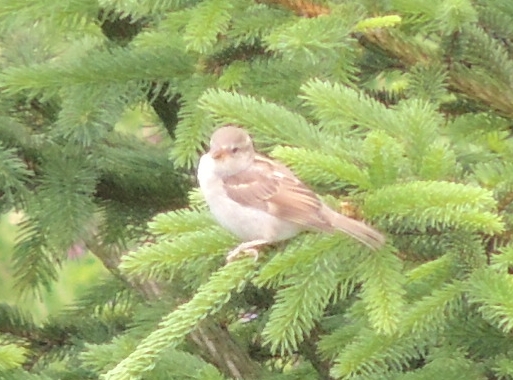 giovane passeriforme